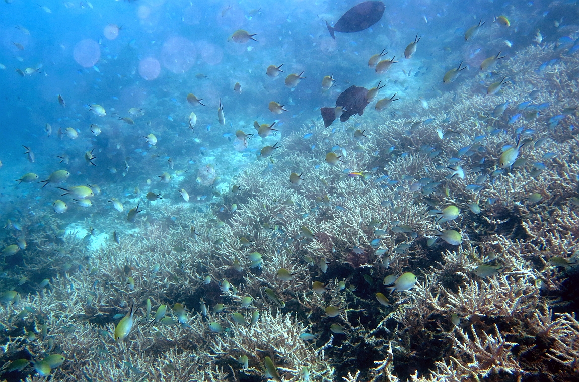 IMG_0161rf_Maldives_Madoogali_Plongee 1_House reef_Demoiselles a queue dhirondelle_Chromis ternatensis.jpg